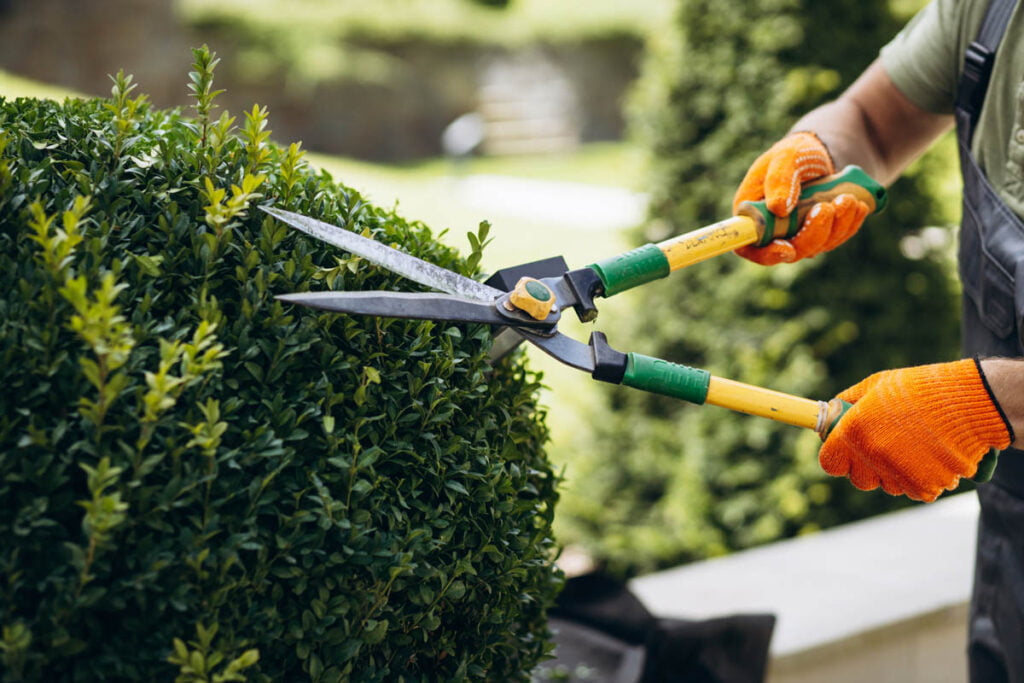 A man cutting a hedge with a pair of scissors.