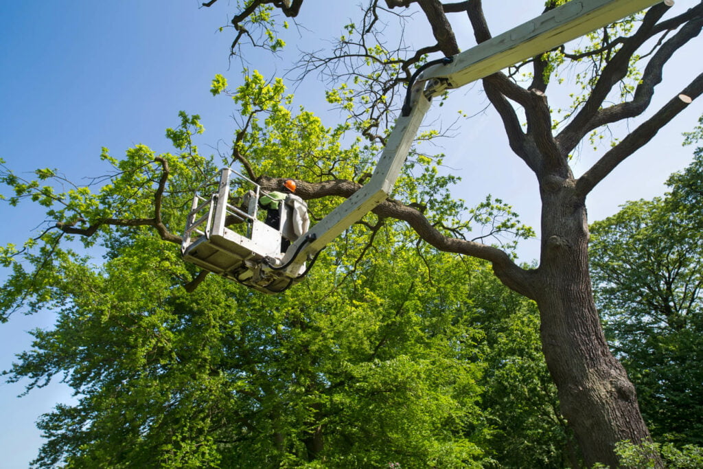 A man finds himself perched in a bucket high atop a tree, abandoning the comforts of home.