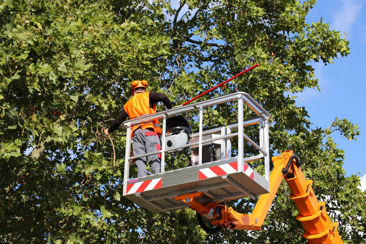 A serene landscape undergoing transformation with Campbell Professional Tree Services' tree removal and tree trimming.