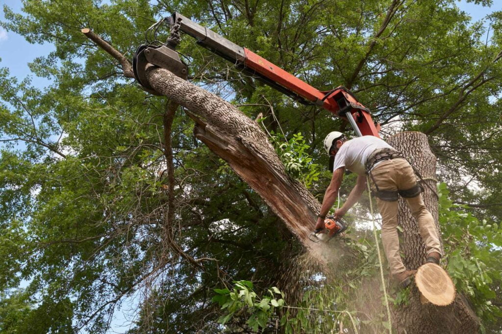 A professional from Campbell Tree Management Services using a chainsaw about to cut down a tree.