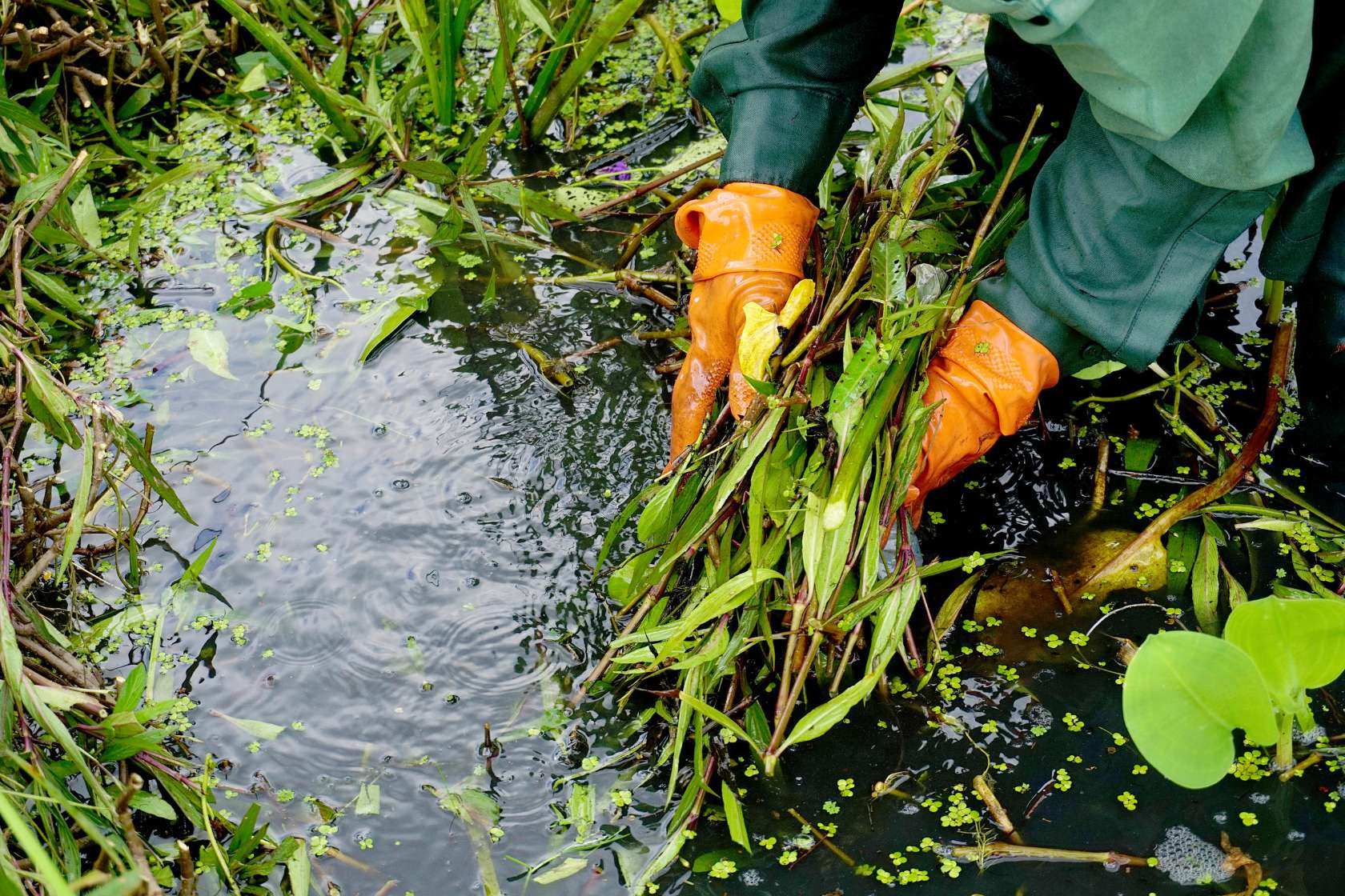 An individual in a green jacket is cleaning up a retention pond.