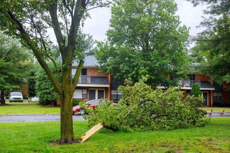 Find a fallen tree in front of an important apartment building.