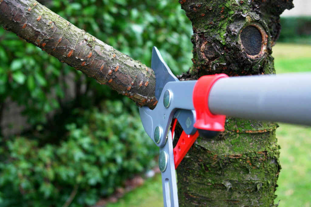 Campbell Tree Management Services of Georgia demonstrating tree pruning techniques and services.