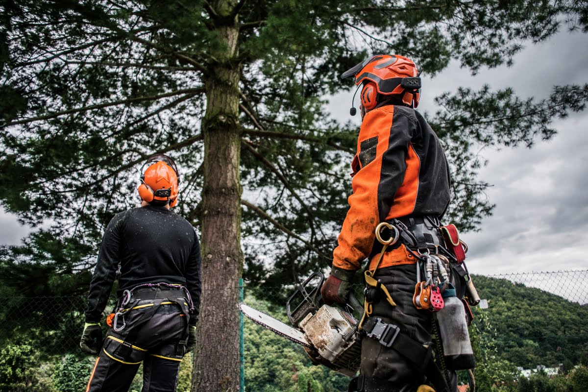 Two men with chainsaws standing next to a footer.