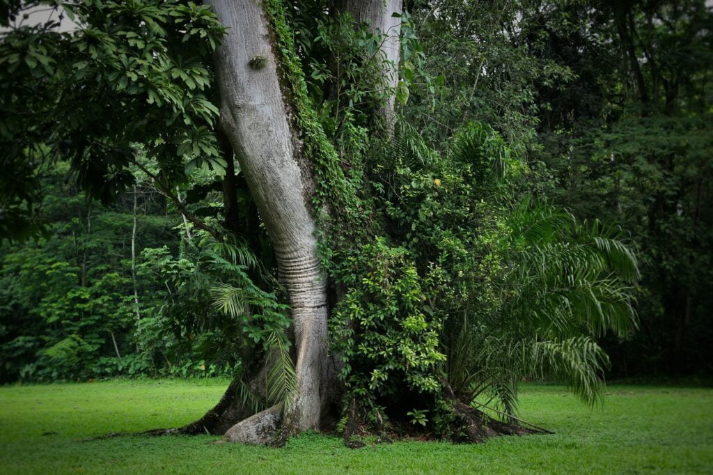 Amazing nature - overgrown tree trunk