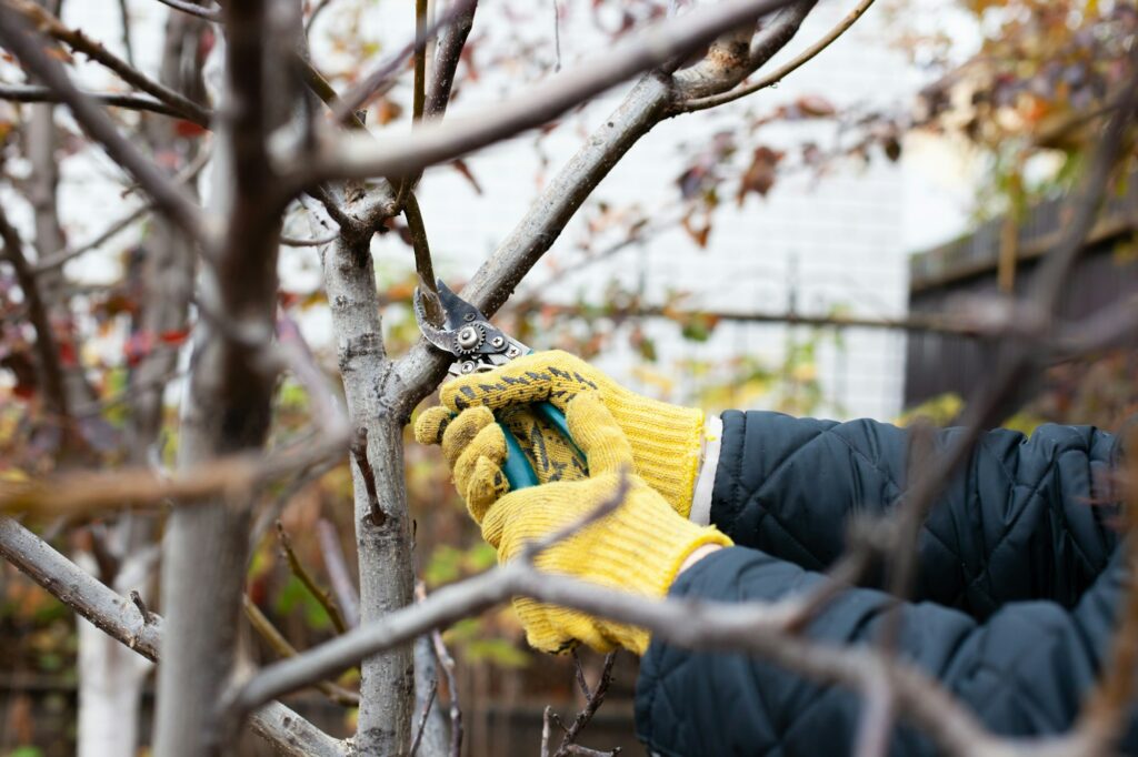 Demonstrating tree pruning techniques in an autumn garden. Human hands in gardening gloves hold pruner, gardener cuts dry