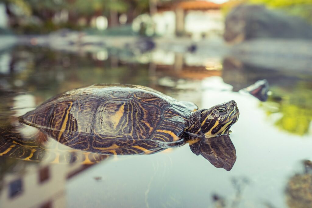 Wild turtle swimming in pond