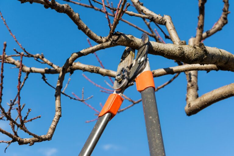 A pair of pruning shears on a tree, illustrating the benefits of tree pruning.