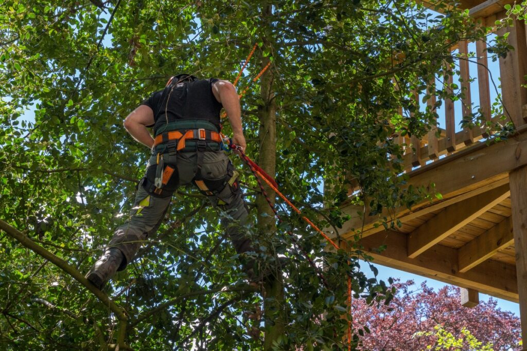 A man climbing a tree on a ladder for the benefits of tree pruning.