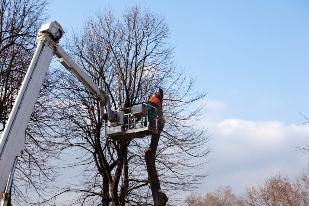 A man is working on the benefits of tree pruning with a tree that has no leaves.