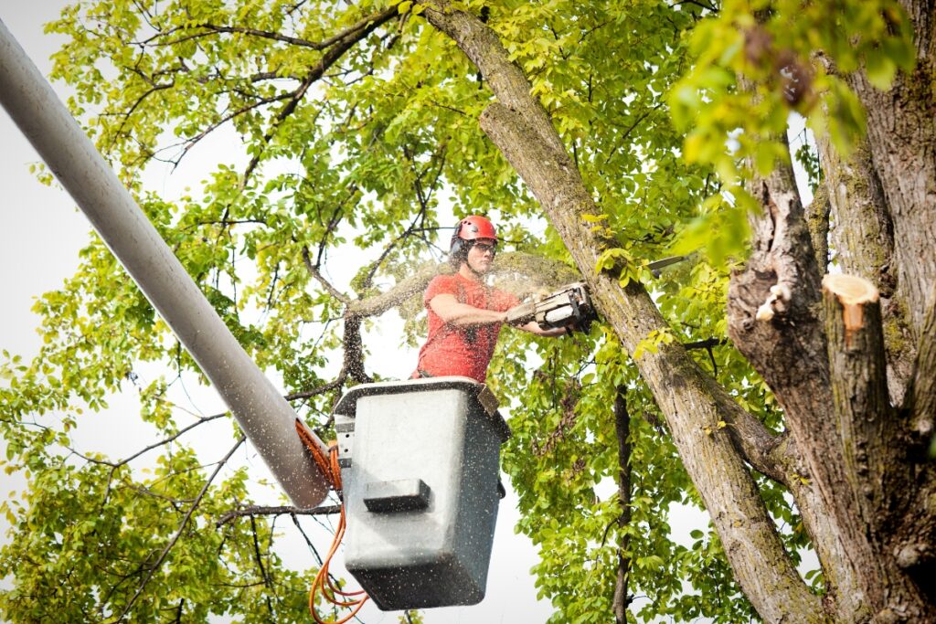 A man using a chainsaw on a tree to demonstrate the benefits of tree pruning.