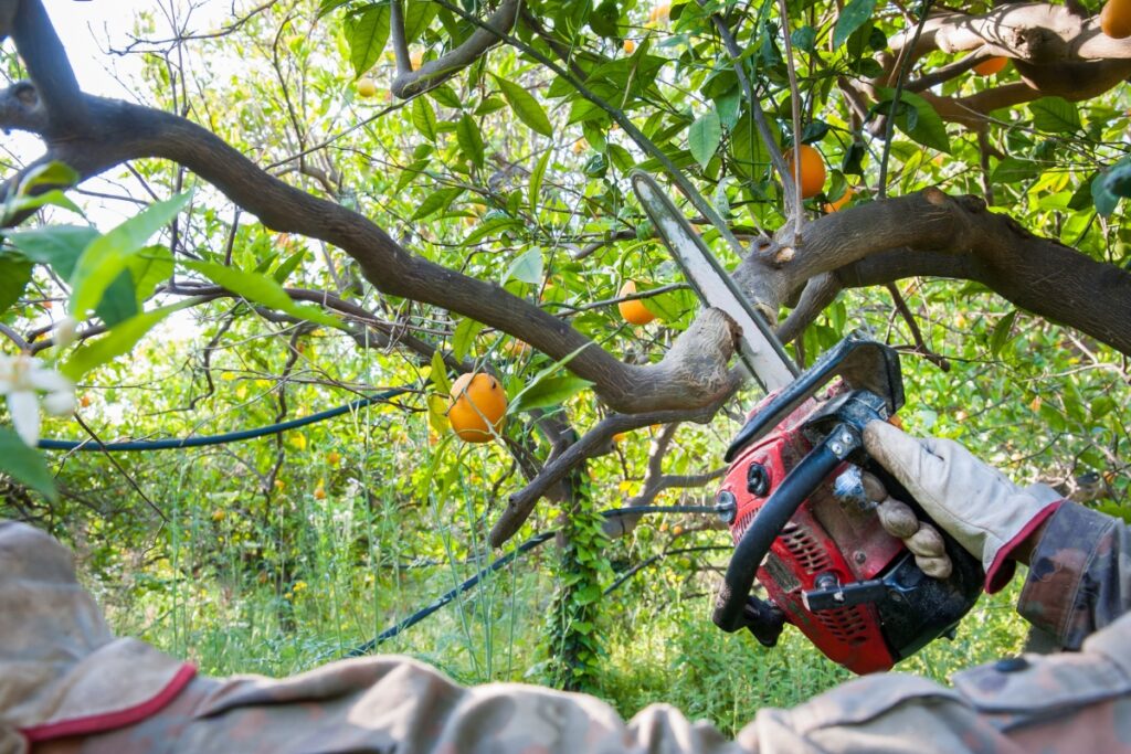 A man reaping the benefits of tree pruning by cutting an orange tree with a chainsaw.