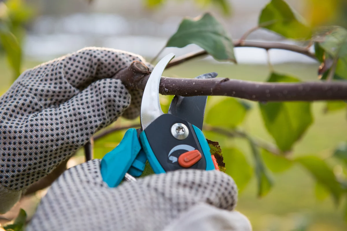 Person pruning one of the best trees for Georgia with gardening shears.