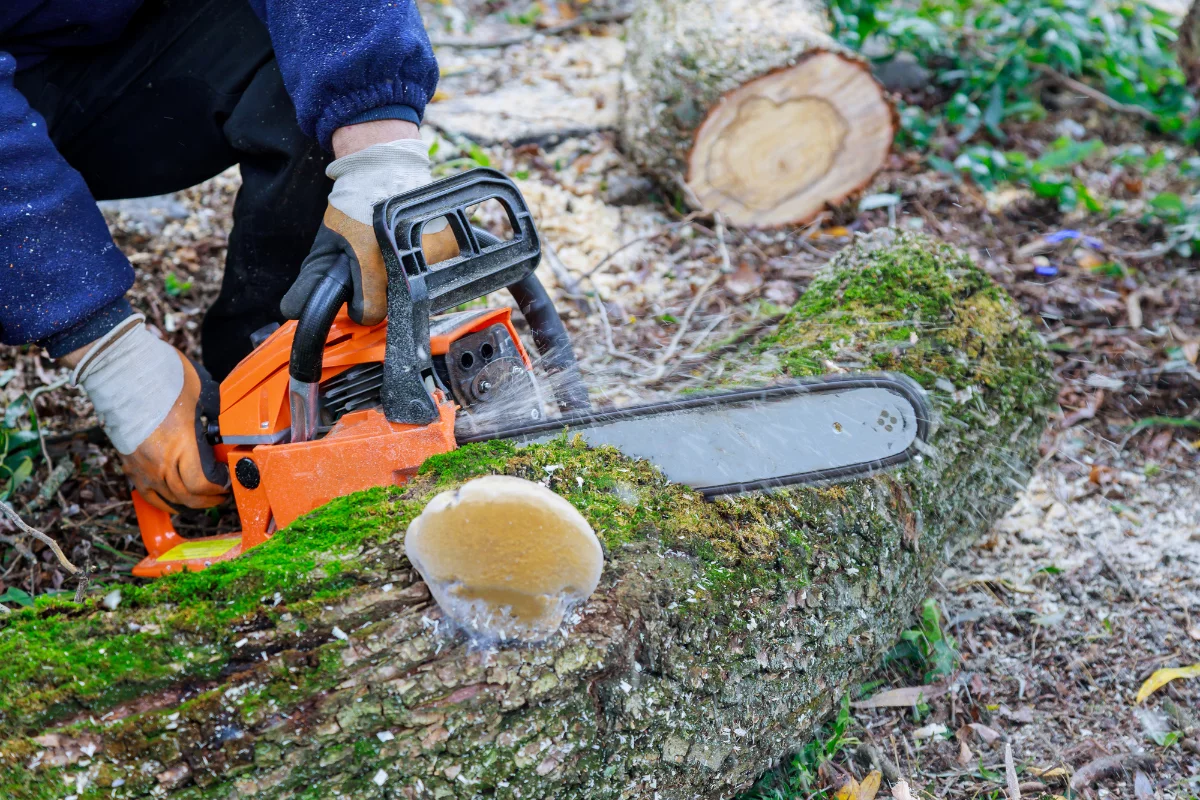 Person cutting a moss-covered tree trunk with a chainsaw.