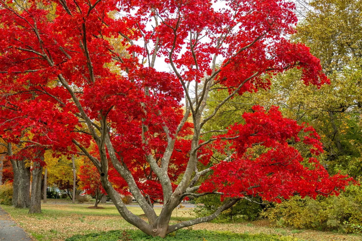 A vibrant red maple tree displaying autumn foliage.