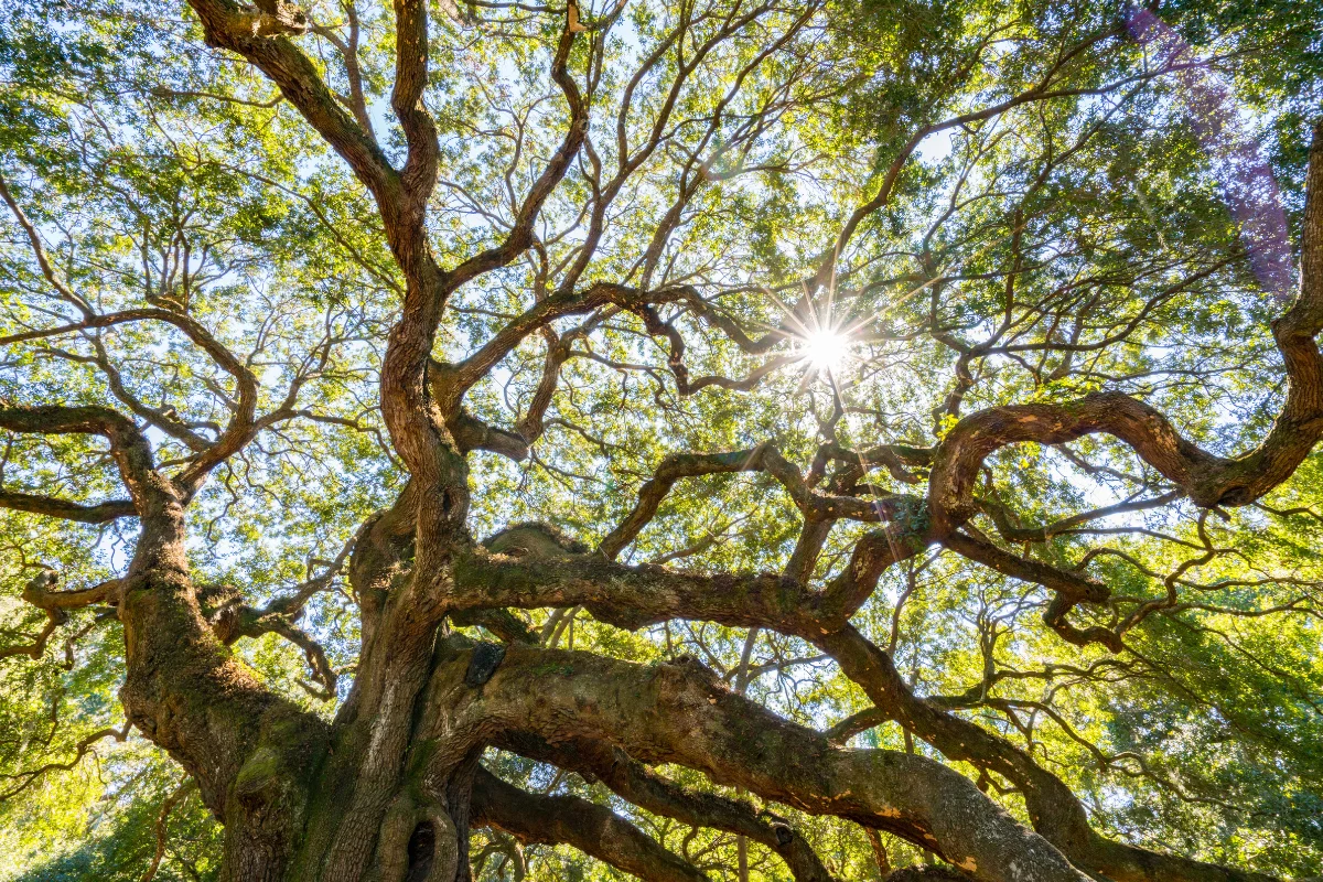 Sunlight filtering through the expansive branches of an ancient, twisted tree.