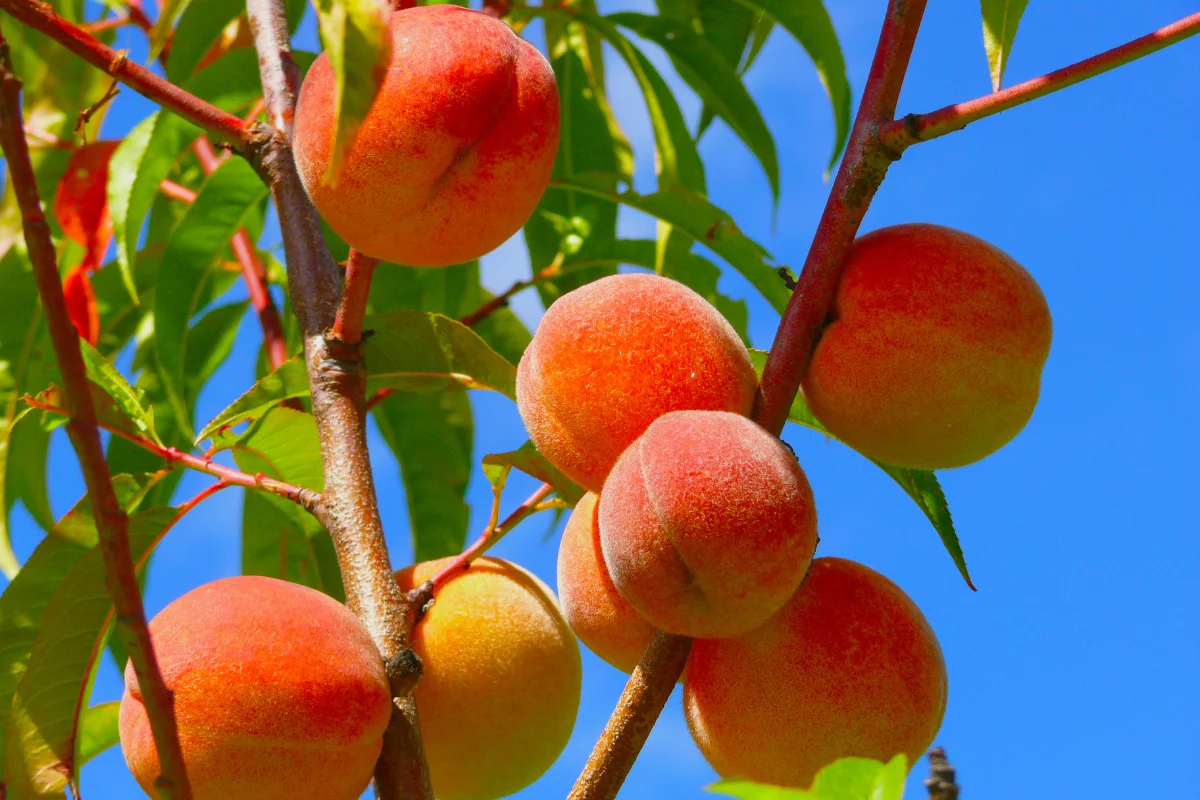 Ripe peaches hanging from its branches against a clear blue sky.