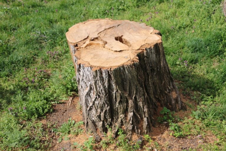 A freshly cut tree stump surrounded by green grass and small plants, demonstrating how to remove a tree stump.