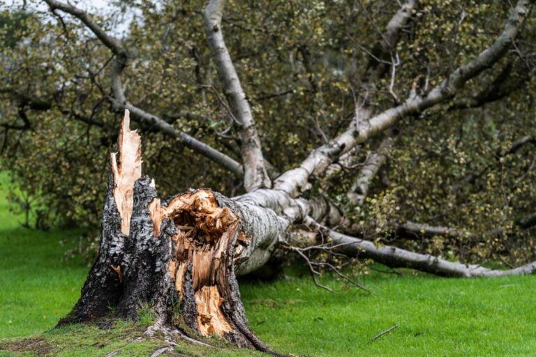 A large tree has fallen, with its splintered trunk lying on the ground. The broken base remains upright, surrounded by green grass—an urgent call for emergency tree services.