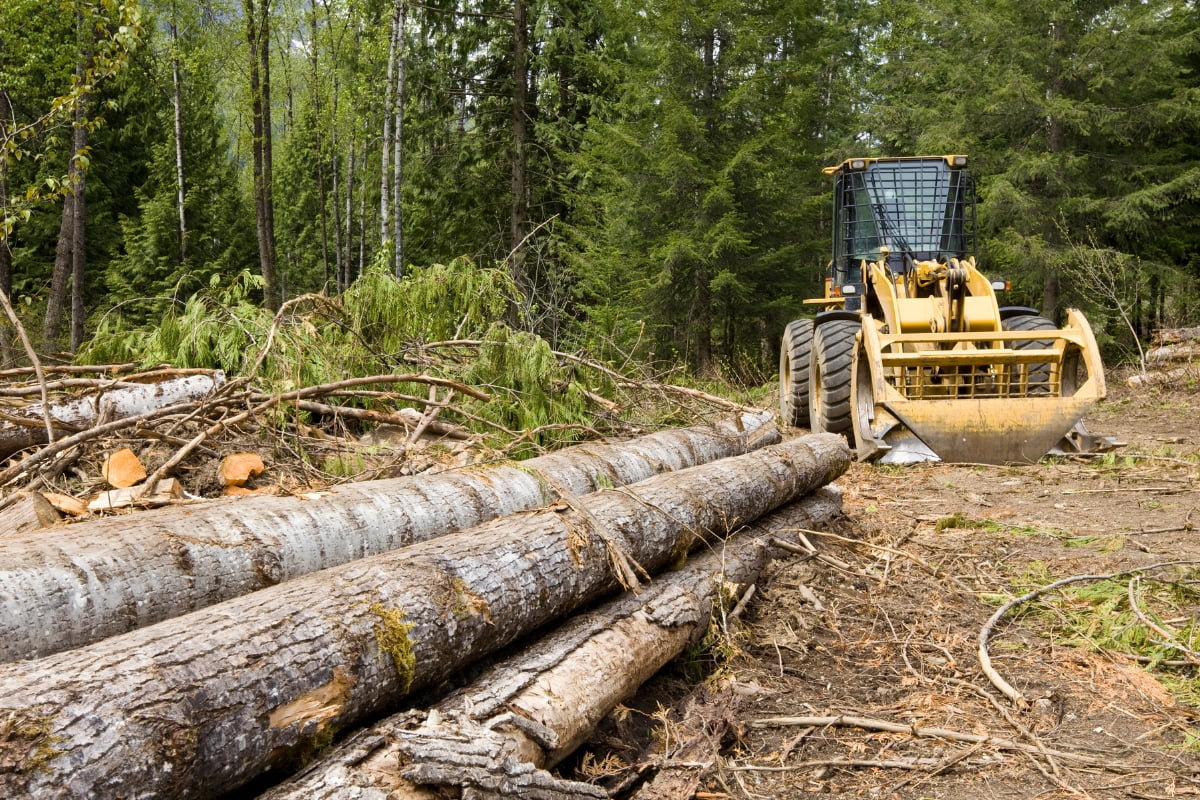 A bulldozer in a forest moves fallen logs, surrounded by trees and branches as part of a land clearing effort.