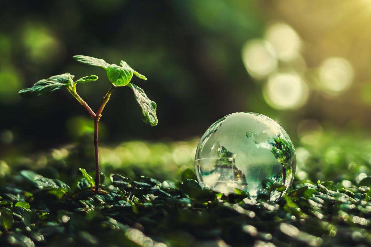 A small plant with a few leaves grows next to a clear, reflective glass sphere on a leafy, green forest floor with sunlight streaming in from the background, a serene scene untouched by land clearing.