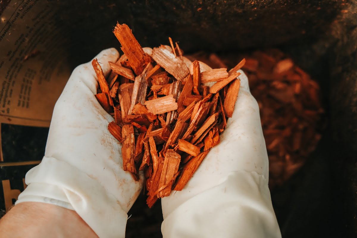 Hands wearing white gloves delicately handling the results of wood chipping, small wooden chips.