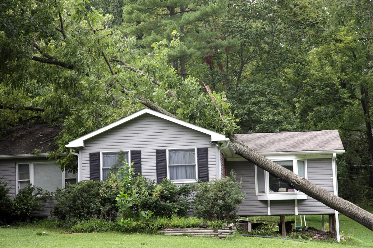 After a storm, a tree has fallen onto the roof of a grey house with white trim, causing visible damage. The surrounding area is lush with green foliage.