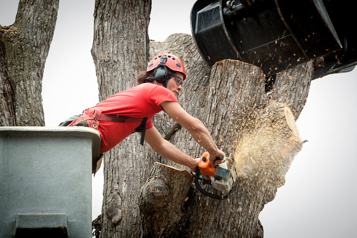 A professional tree removal worker wearing safety gear cuts a tree branch with a chainsaw while standing on an elevated platform.