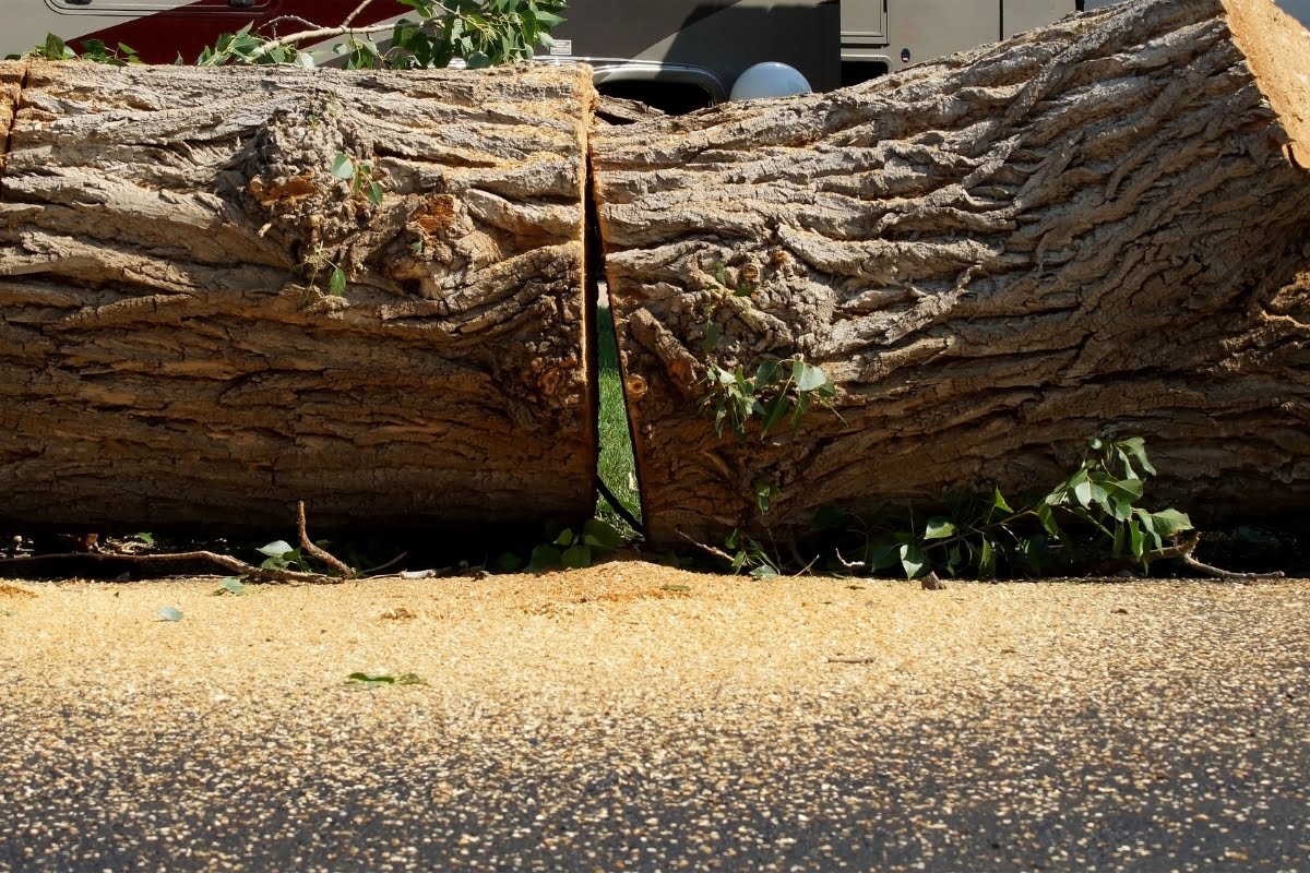 A large tree trunk lies cut in half on the ground, with sawdust and small branches scattered around—a clear result of professional tree removal.