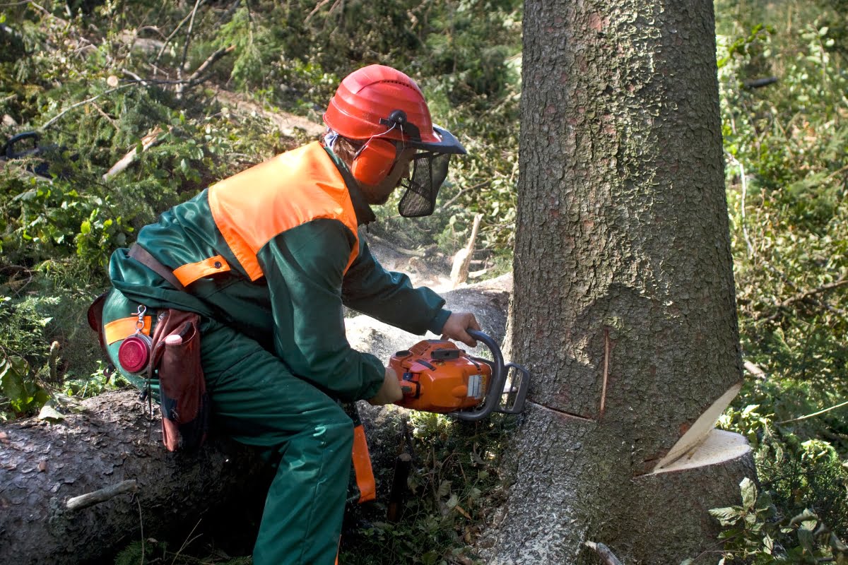 A professional tree removal expert, wearing protective gear, uses a chainsaw to cut a tree in a forested area.