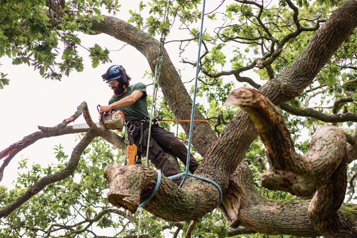 A professional tree removal expert, wearing safety gear and secured by ropes, uses a chainsaw to cut branches while standing on a tree.