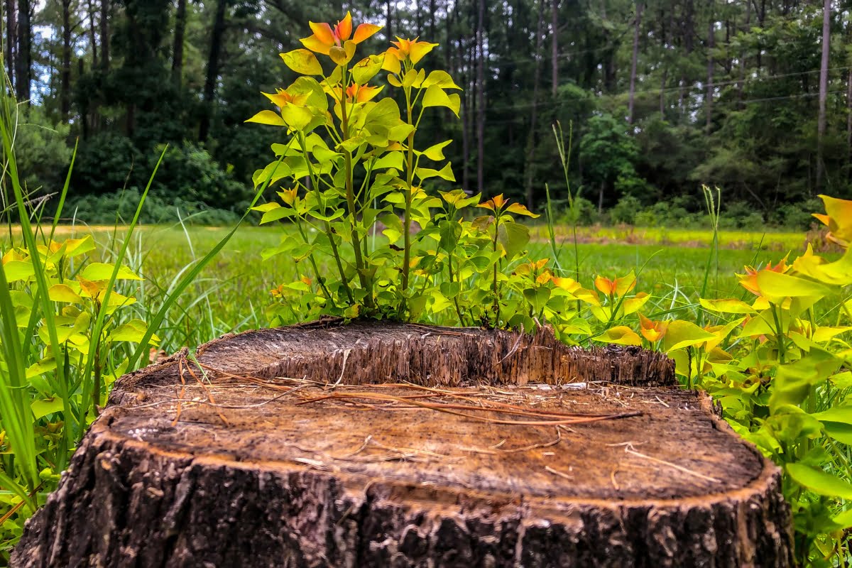 A tree stump, remnants of a professional tree removal, showcases new green shoots growing out of it. Surrounded by grass and greenery in a forested area, it symbolizes nature's resilience.