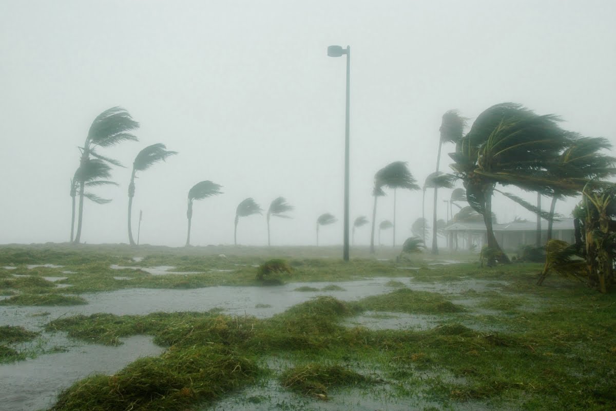 Bending palm trees under strong winds during a storm, surrounded by waterlogged grassy ground and heavy mist, is a sobering reminder of the importance of storm proofing your home.