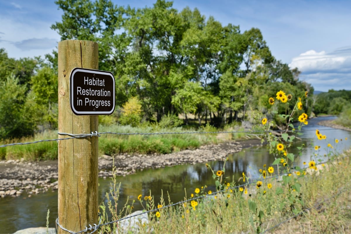 A river flows beside a sign on a wooden post reading “Habitat Restoration in Progress.” Amidst the backdrop of recovery from Georgia storm damage, sunflowers thrive along a barbed wire fence, with trees in the background.