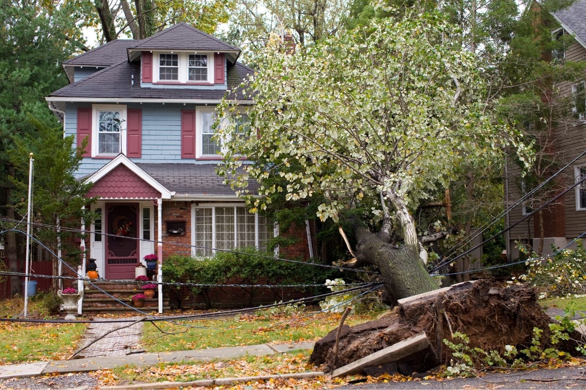 A large tree is uprooted and fallen in front of a two-story house, causing storm damage, taking down power lines, and blocking the walkway. Insurance claims will likely be needed to cover the repairs.