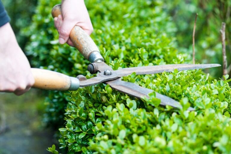 A person meticulously engages in bush trimming, expertly using wooden-handled garden shears to shape the lush green hedge.