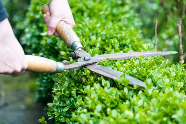 A person meticulously engages in bush trimming, expertly using wooden-handled garden shears to shape the lush green hedge.