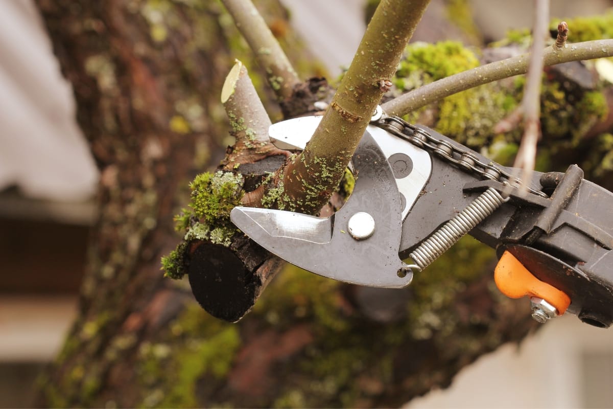 Close-up of tree and bush trimming as a branch is expertly cut with a pruning tool. The branch and tool blades are in sharp focus, with moss adding texture to the tree.