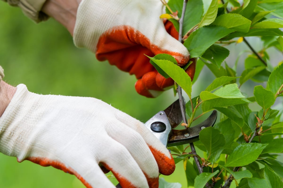 A person wearing gloves is expertly pruning a plant with garden shears, showcasing their skill in tree and bush trimming.