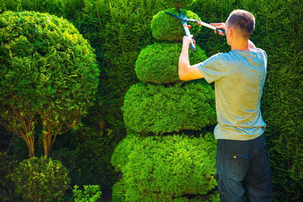 A person engages in precise tree and bush trimming, using hedge shears to expertly shape a neatly layered evergreen in the garden.