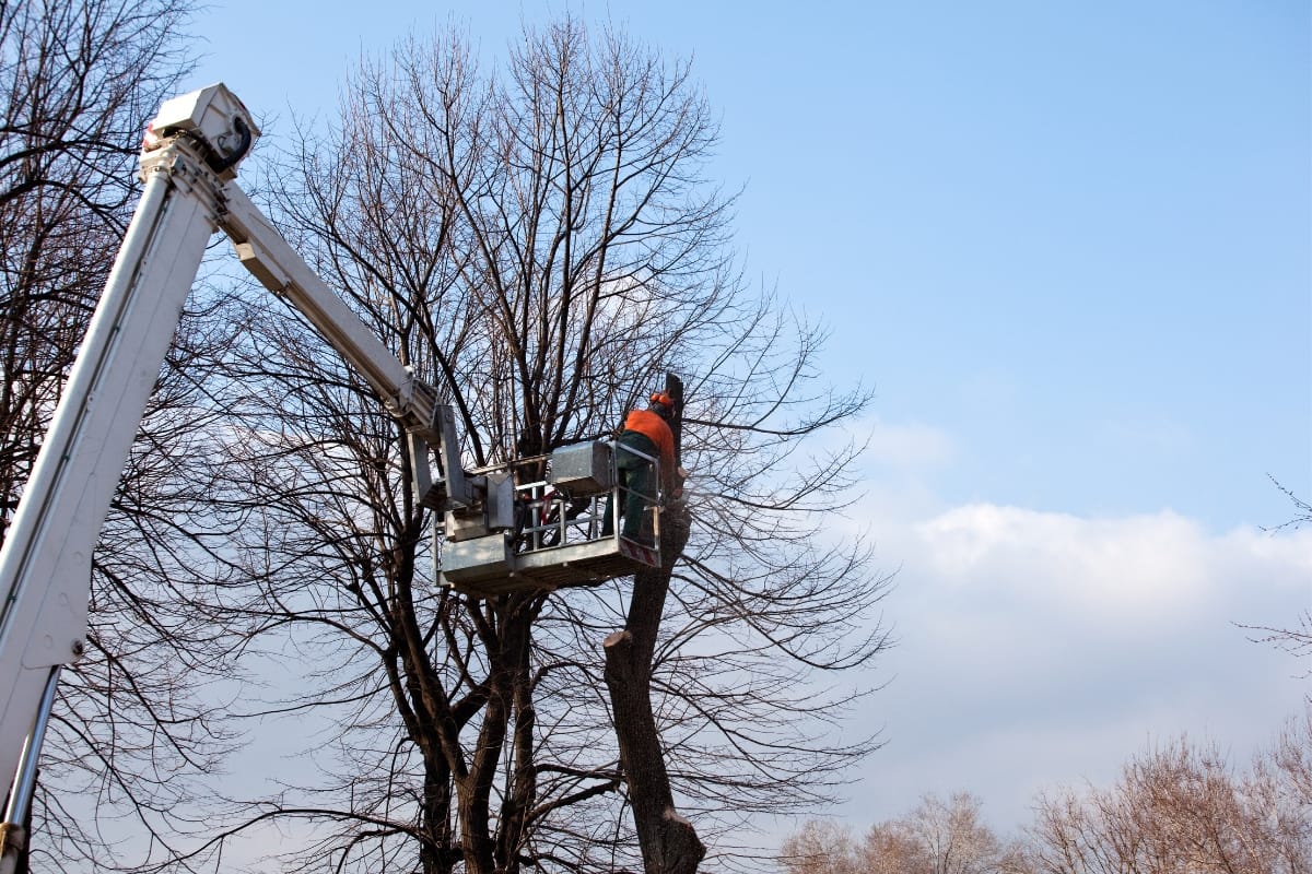 A worker in an orange vest skillfully operates a cherry picker to trim tree and bush branches against a clear blue sky backdrop.