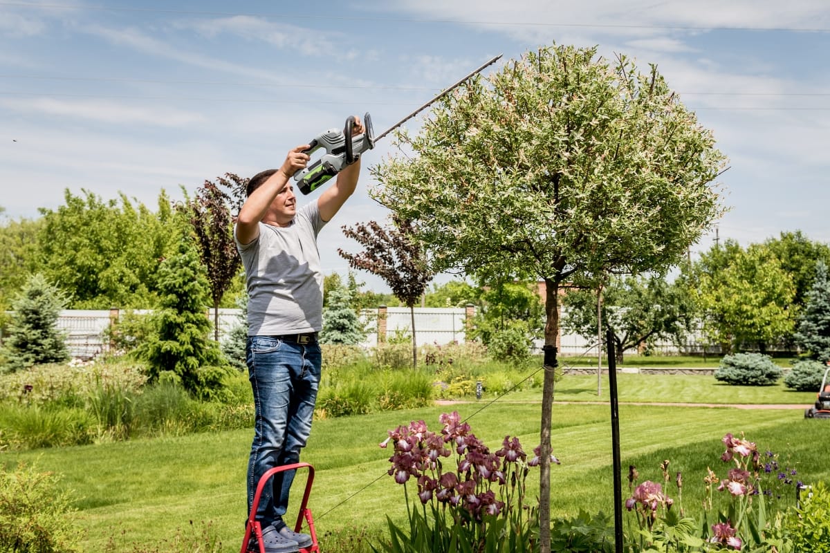 A person on a step stool skillfully trims a small tree with an electric hedge trimmer, expertly tackling the art of tree and bush trimming in a peaceful garden setting.