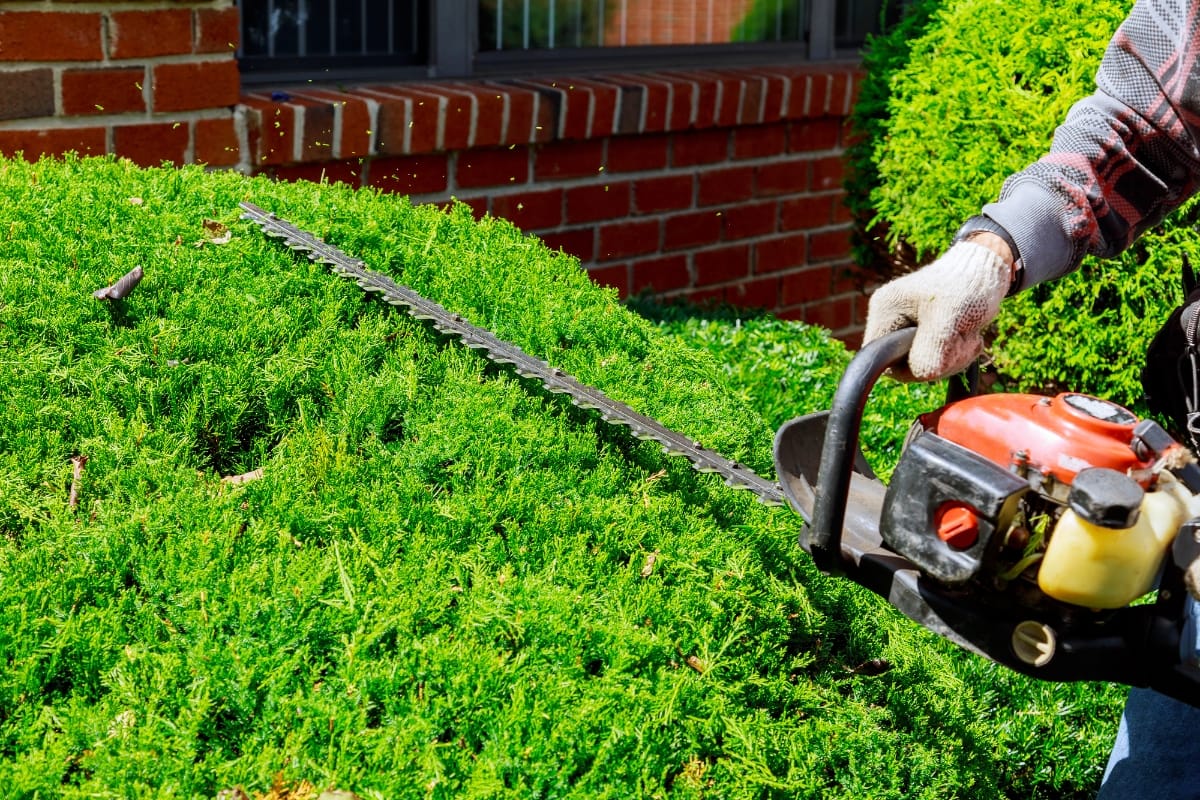 A person diligently engaged in tree and bush trimming, skillfully shaping a green hedge with a gas-powered trimmer. They wear protective gloves as a brick wall and window provide the backdrop to this neat gardening task.