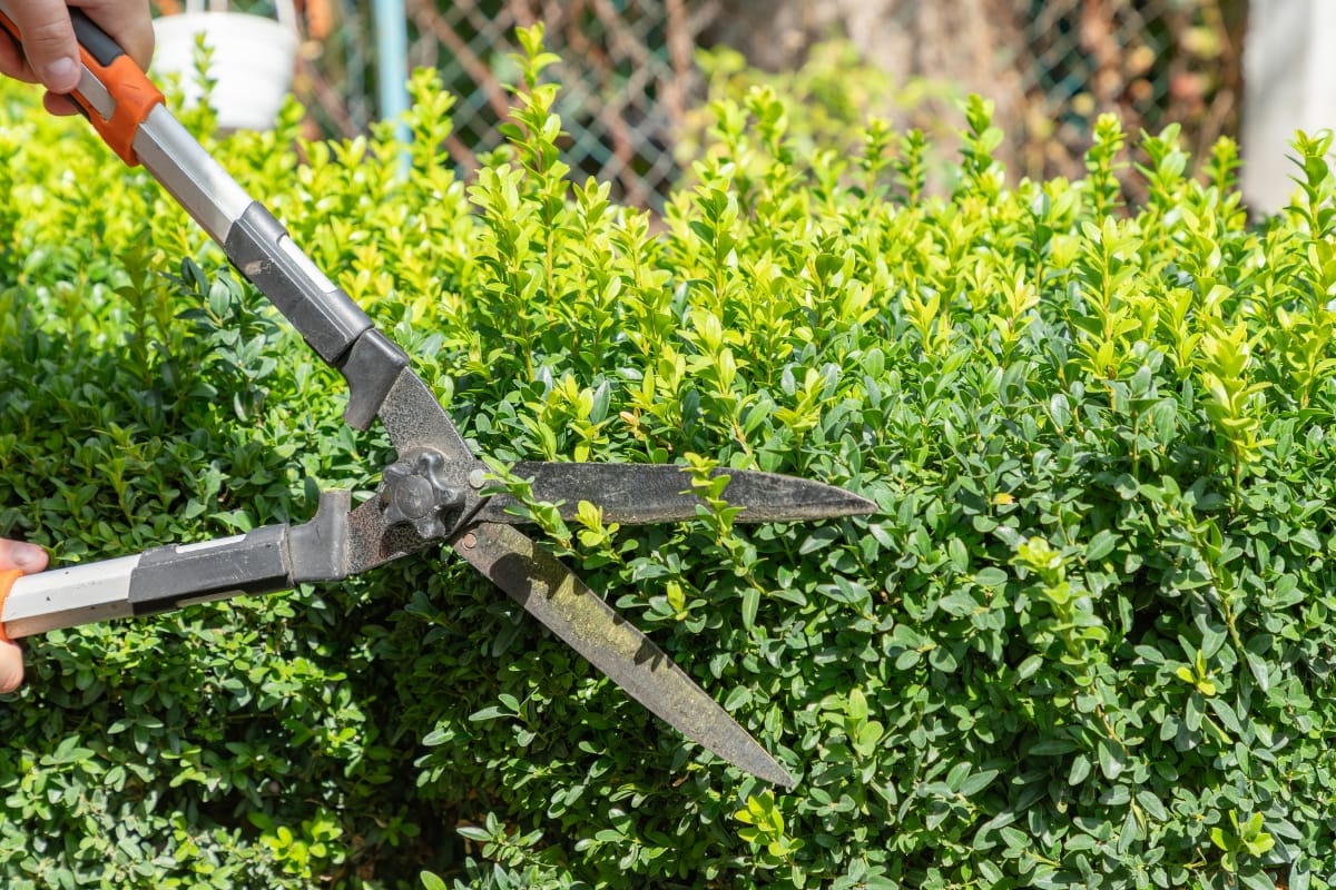 Hands using hedge shears to skillfully trim green bushes in the sunlight, showcasing expert tree and bush trimming techniques.