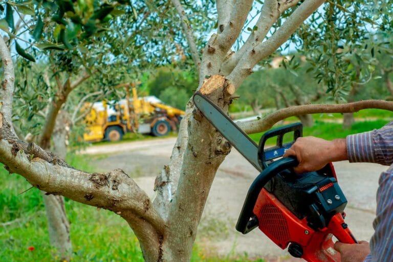 Person using a chainsaw to carefully cut a tree branch, mindful of tree health, with a tractor in the background.