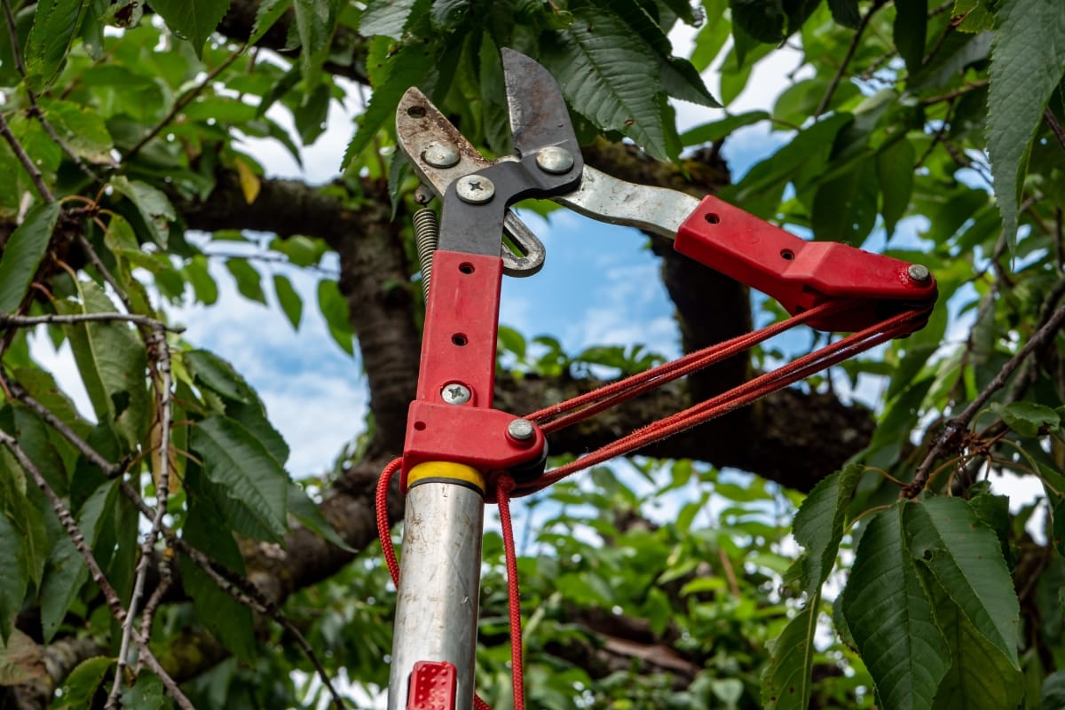 Pruning shears with vibrant red handles expertly trim a branch, promoting tree health against a backdrop of lush green leaves and clear blue sky.