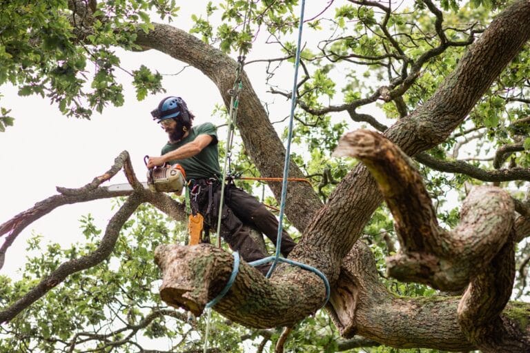 Amidst the aftermath of the storm, a person wearing safety gear skillfully uses a chainsaw to remove branches, addressing storm damage while securely roped in the towering tree.
