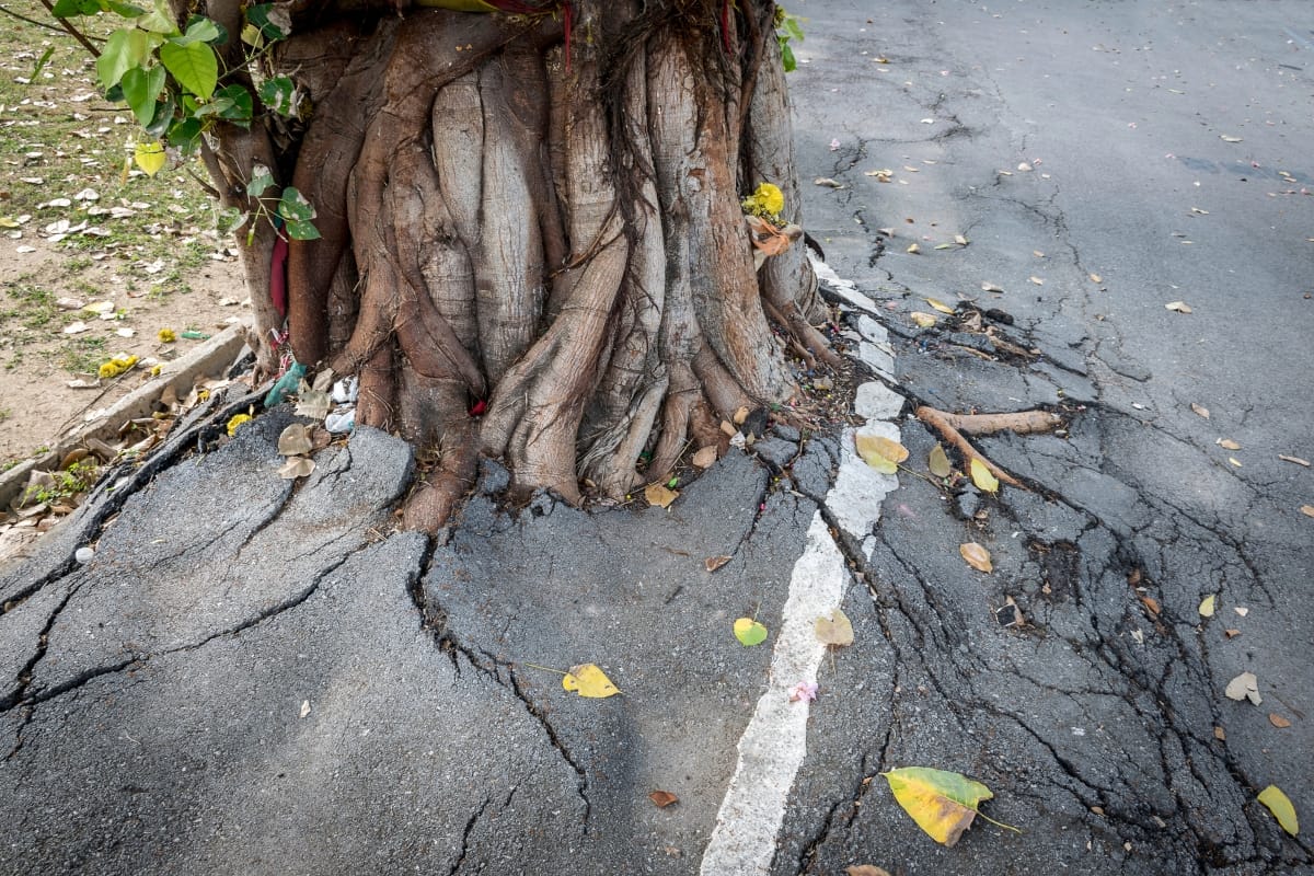 Tree root damage is causing significant cracks and uplift in the asphalt road, with leaves scattered around.