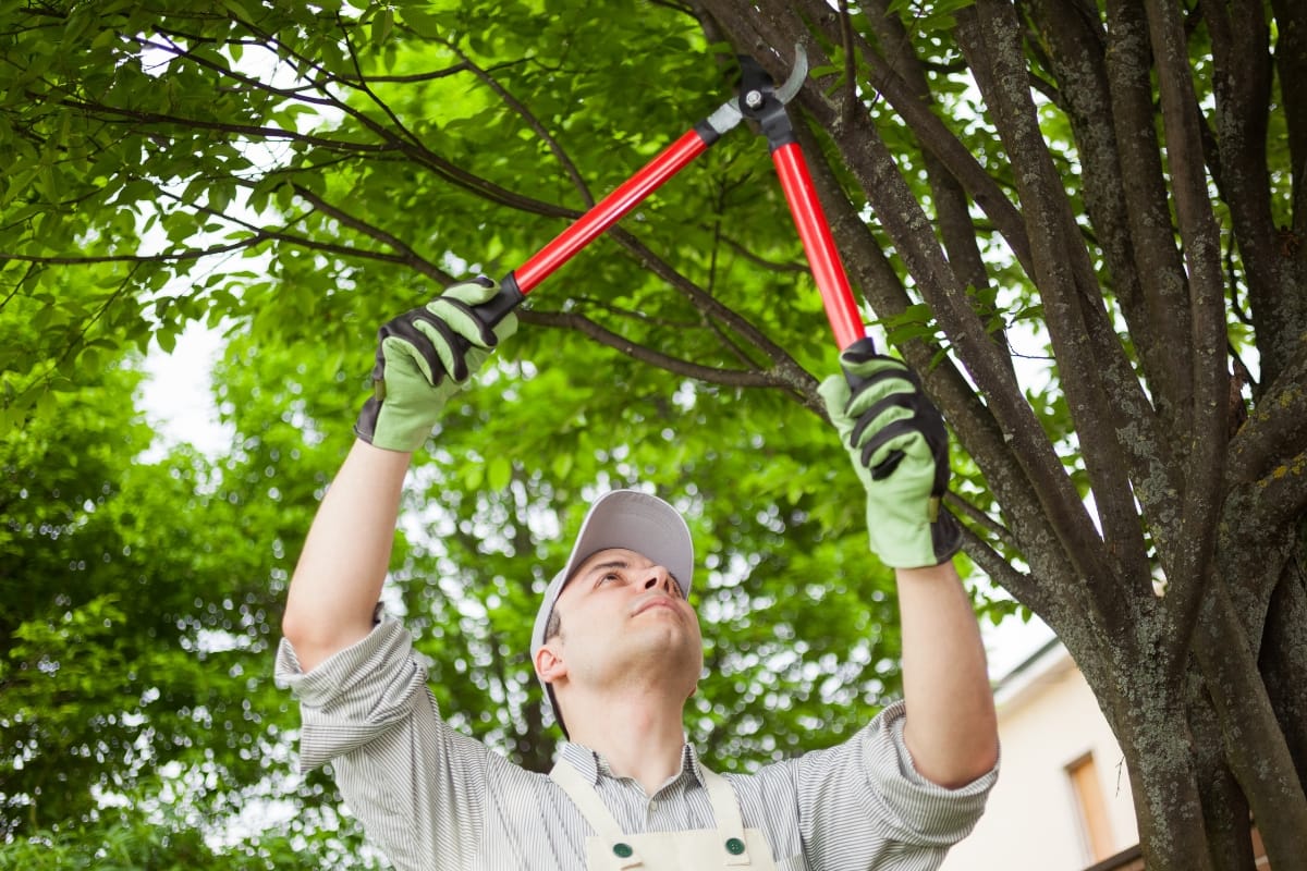 A person wearing gloves and a cap skillfully uses a tree pruner with red handles to trim branches, mindful of preventing tree root damage.