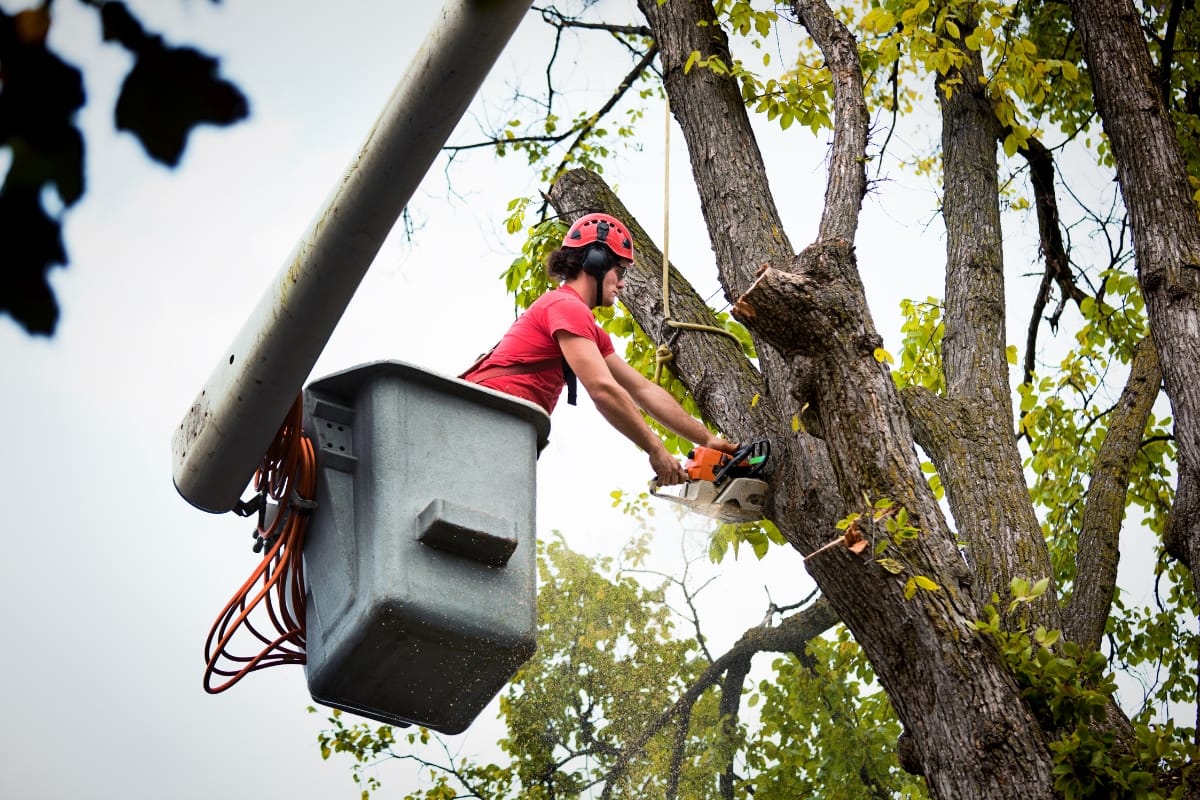 A person in a cherry picker trims branches with a chainsaw outdoors, wearing safety gear and a red helmet. This careful pruning helps prevent potential tree root damage, ensuring healthier growth for the trees.